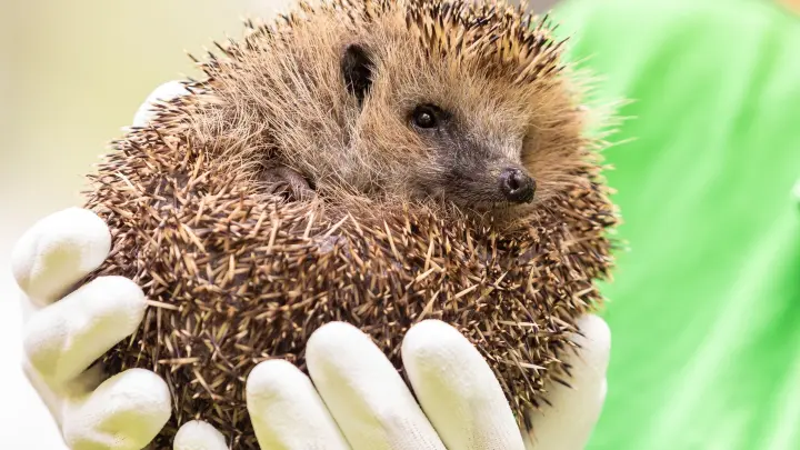 Grüne fordern Nachtfahrverbot für Mähroboter