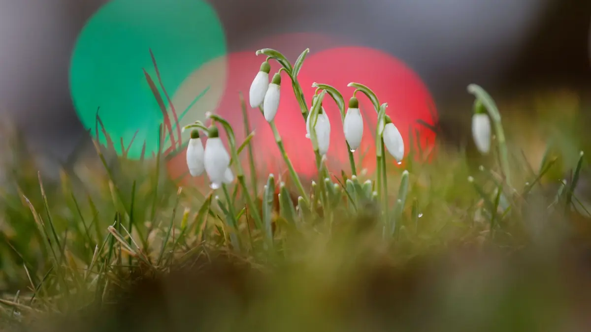 Schneeglöckchen