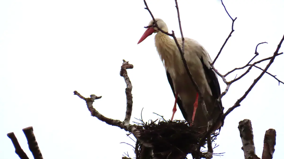 Weißstorch Metzingen Alter Friedhof Graureiherkolonie