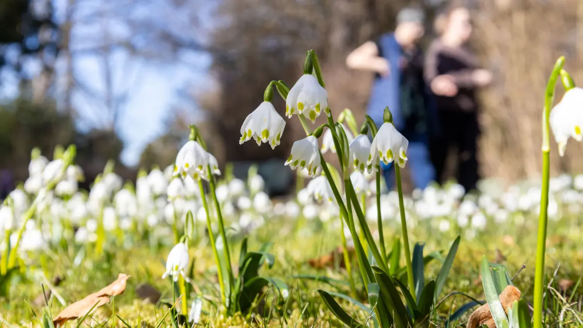 Schmuck Voralb Bad Boll Kurhaus Wetter Frühjahr Frühling Schneeglöckchen