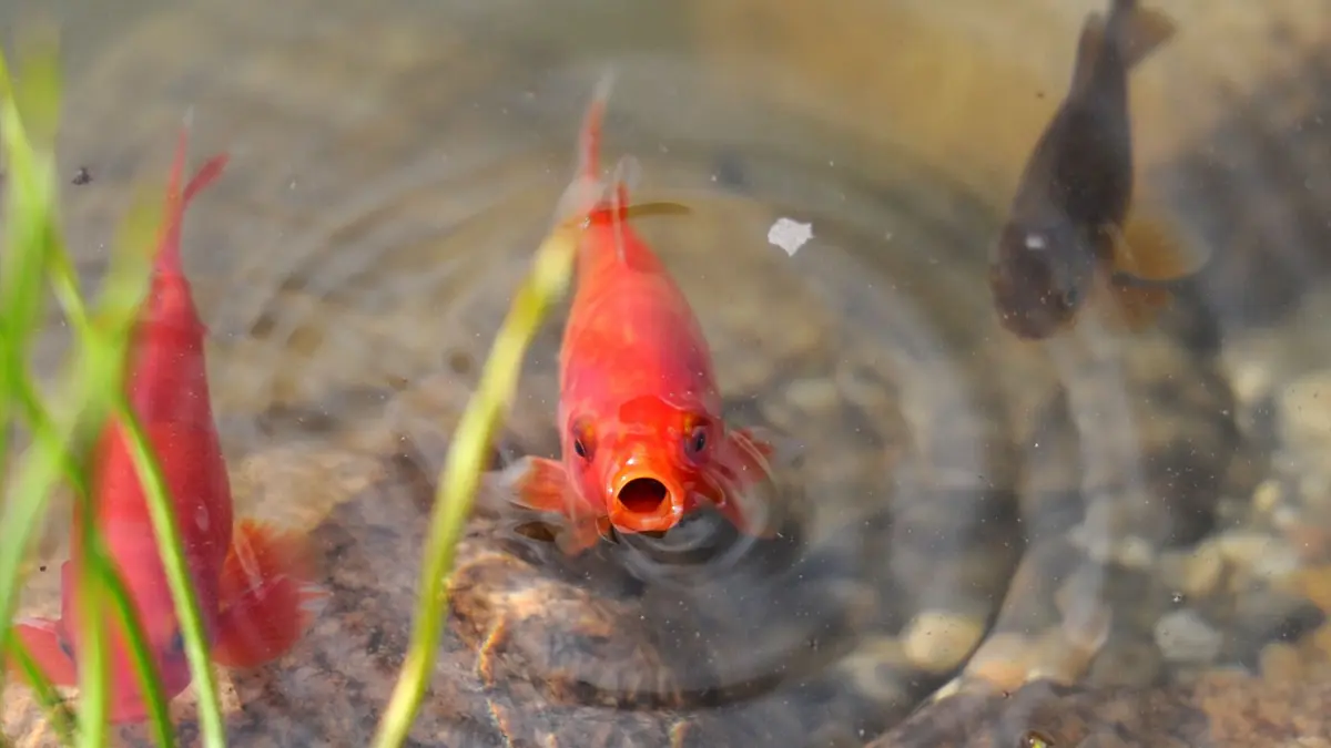 Ein Goldfisch schwimmt in einem Gartenteich: ARCHIV - Teichfische werden erst aktiv, wenn das Wasser wärmer ist – kleine Futtermengen sind zum Saisonstart völlig ausreichend. (zu dpa: «Ab zehn Grad: So kommt der Teich in Frühlingslaune») Foto: Daniel Reinhardt/dpa/dpa-tmn - Honorarfrei nur für Bezieher des dpa-Themendienstes +++ dpa-Themendienst +++