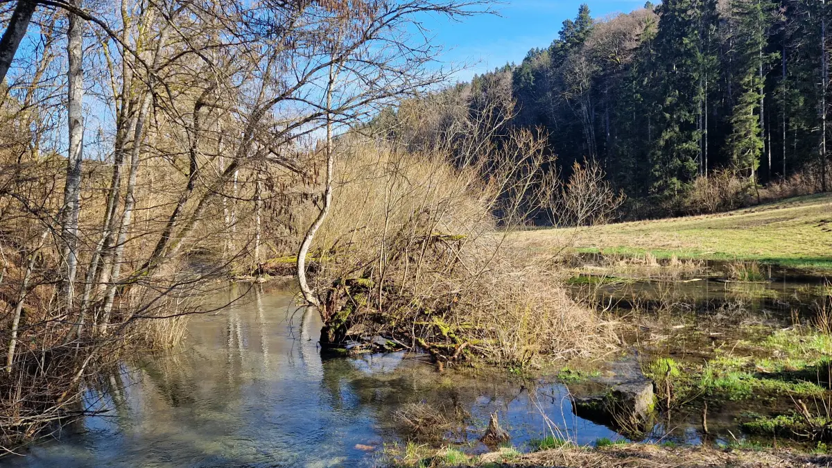 Idyllischer Anblick, allerdings nicht unbedingt zur Freude der angrenzenden Wiesenbesitzer. Denn hier baut der Biber seinen Damm. Deswegen staut sich das Wasser im Bach und überschwemmt regelmäßig die Wiese.