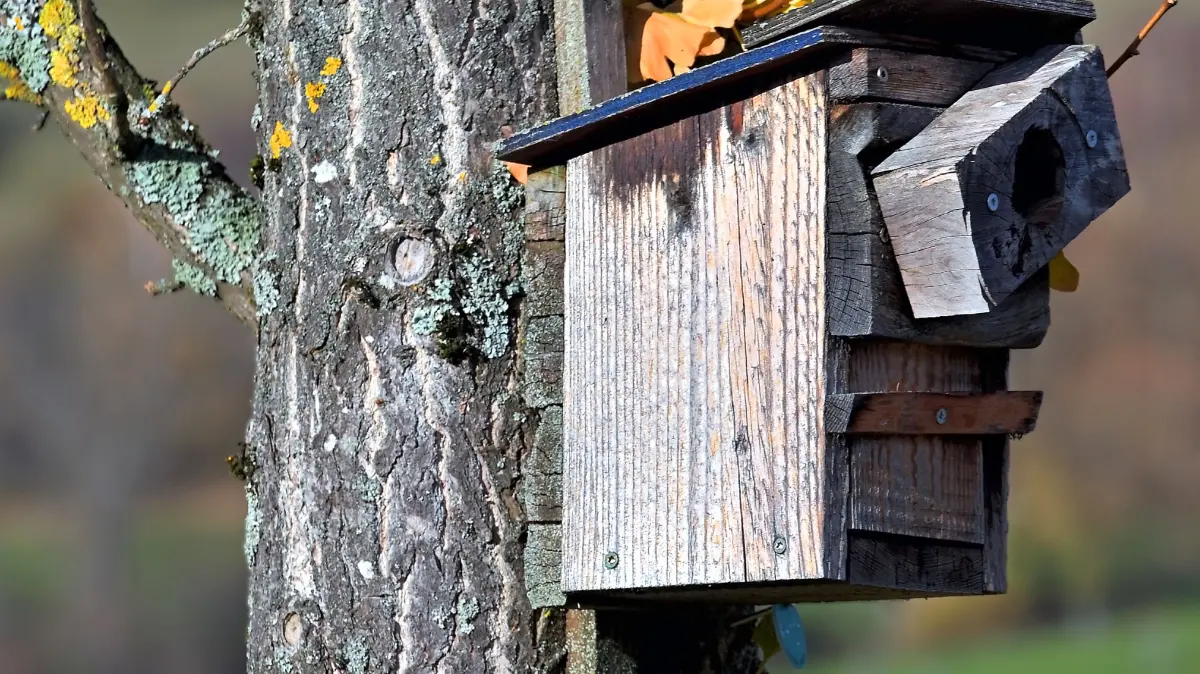 Neuntöter und Heidelerchen nisten in Gestrüpp oder in dornigen Büschen, nutzen diese von Menschenhand gebaute „Eigenheime“ nur sehr selten.
