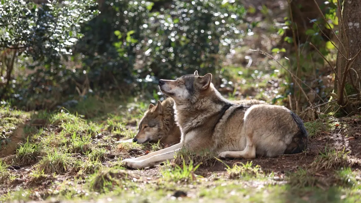 Wölfe im Wolf- und Bärenpark Schwarzwald.