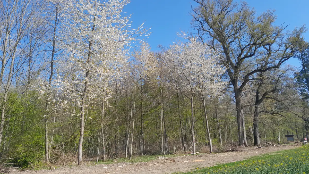 Kirschblüte im Hartwald Kusterdingen