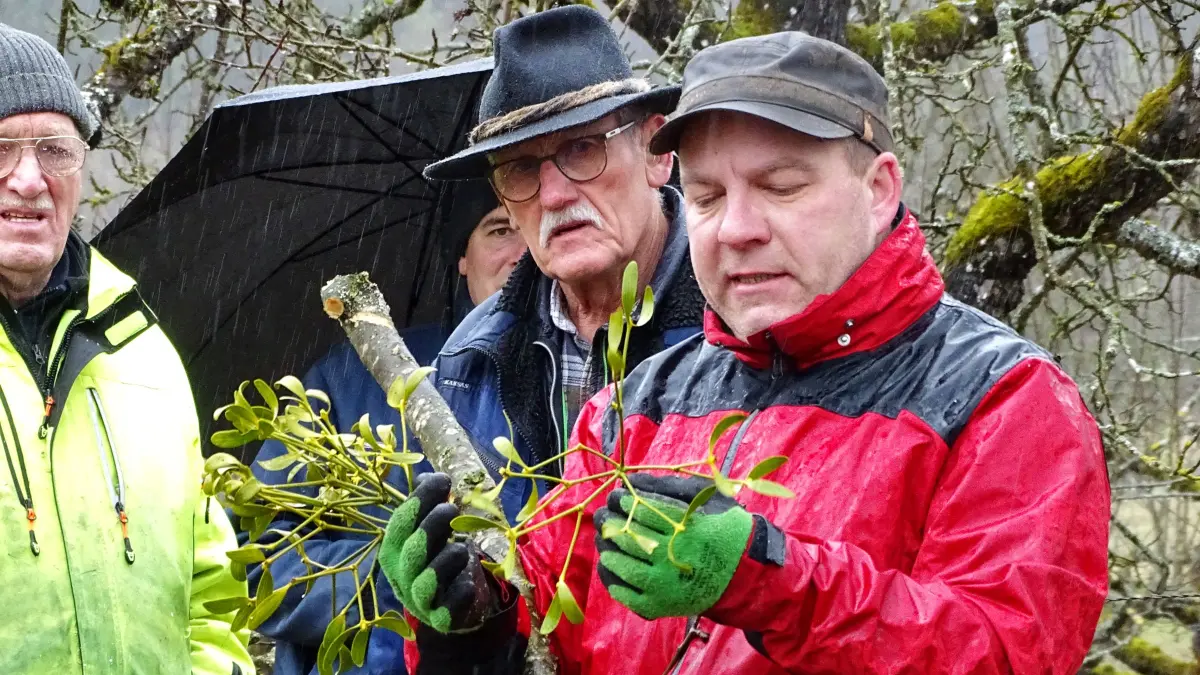 Das neu gegründete „Bündnis Streuobsterhalt“ war am Samstag bei strömendem Regen erstmals gemeinsam aktiv. Gut 30 Teilnehmer ließen sich fachlich informieren und packten miteinander an beim Misteln schneiden und entsorgen. Mitte: Baumwart Alexander Söll, LOGL-Geprüfter Obstbaumpfleger und Kommunaler Baumwart aus Zell u.A., informierte zum Thema „Mistelbefall der Obstbäume“ und demonstrierte am jeweiligen Ast, den richtigen Schnitt.
