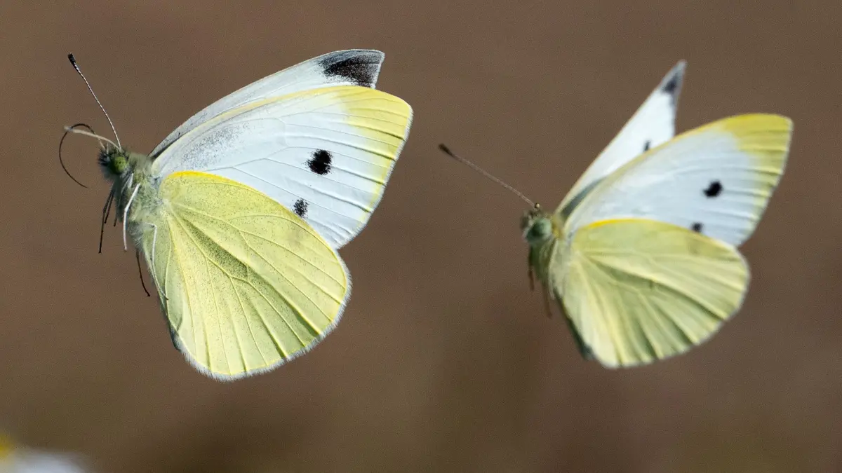 Schmetterlingsduett: ARCHIV - 29.08.2024, Hessen, Frankfurt/Main: Zwei Schmetterlinge fliegen nebeneinander über eine Blumenwiese. (zu dpa: «Sorgen um Schmetterlinge: Tierarten im kritischen Zustand») Foto: Boris Roessler/dpa +++ dpa-Bildfunk +++