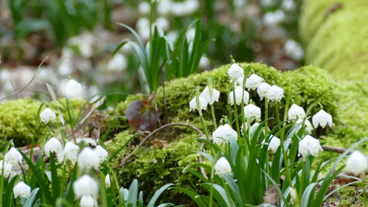 260228 Märzenbecherblüte Autal