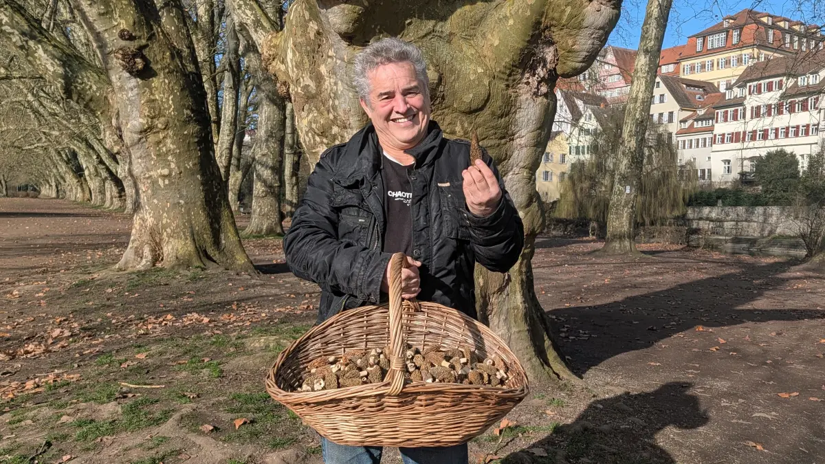 Zweieinhalb Kilo Spitzmorcheln hat der Tübinger Pilz-Guru Norbert Walter am Montag, 2. März, in Starzach nahe Felldorf gesammelt. Die Pilze wachsen in Symbiose mit Eschen und das Wetter dieses Frühjahr war ideal für die Morchel: Zuletzt viel Niederschlag, dann sonnig und warm.