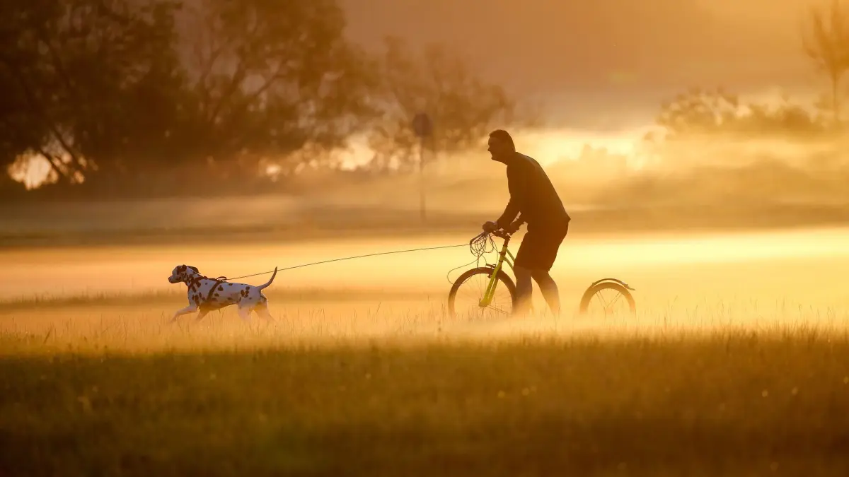 Mann fährt mit einem Dogscooter über eine Wiese
