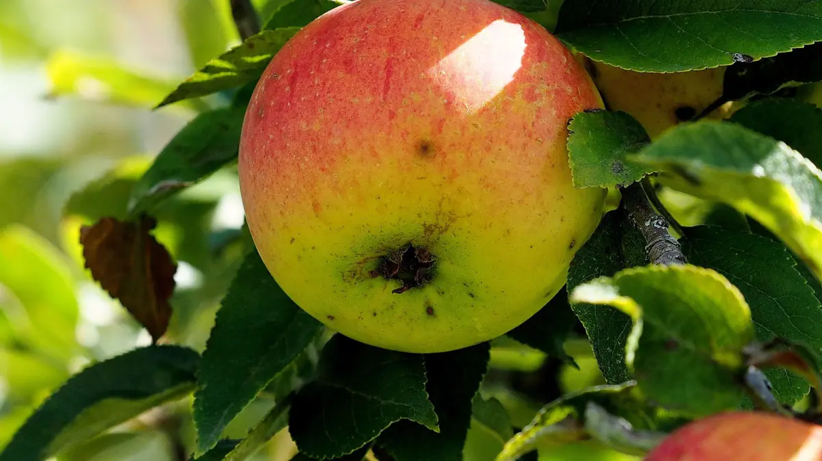 Schmuckbild Apfel: Apfelernte in Horb 23.9.2022.Bild: Karl-Heinz Kuball