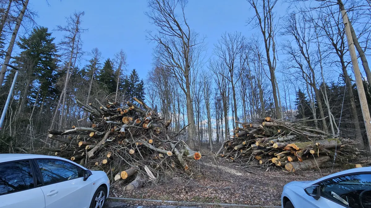 Buchrain Eislingen, viele Bäume im Wald gegenüber TSG Waldheim wurden im November 2025 gefällt
