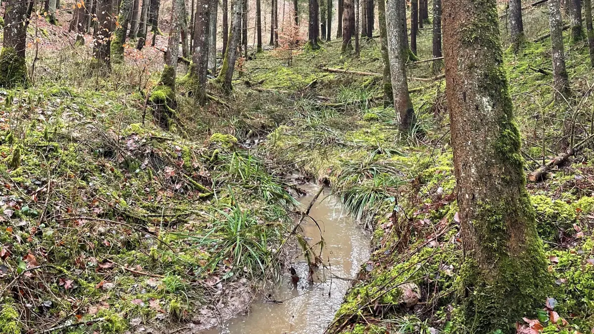 Entnahme Fichten Stadtwald Gaildorf