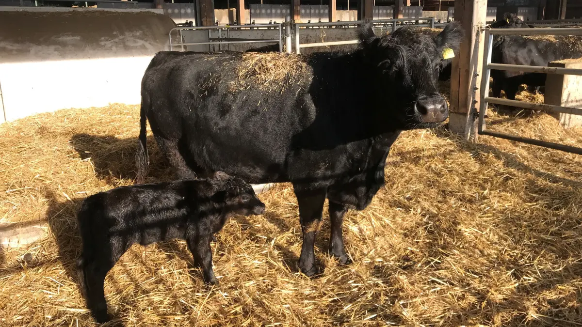 Der Hochdorfer Frank Held hat eine Mutterkuhhaltung. Seine Tiere sind im Winter im Stall, ansonsten dürfen die Wiederkäuer auf die Weide. Er vermarktet die Masttiere direkt und kritisiert wie alle befragten Landwirte das Merkosur-Abkommen.