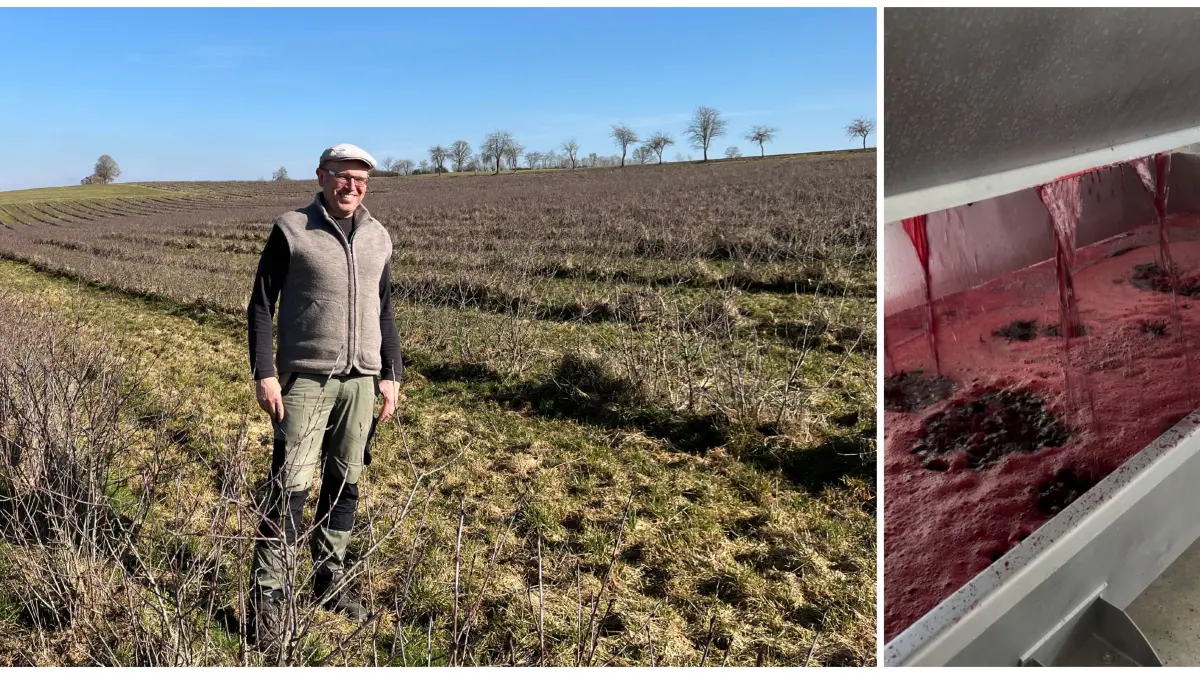 Auf "des Teufels Hirnschale" gedeiht die schwarze Apfelbeere prächtig: Stefan Reißner zwischen seinen Aroniasträuchern in Mehrstetten, daneben der tiefviolette Saft frisch aus der Kelter. Albfrucht GmbH Mehrstetten