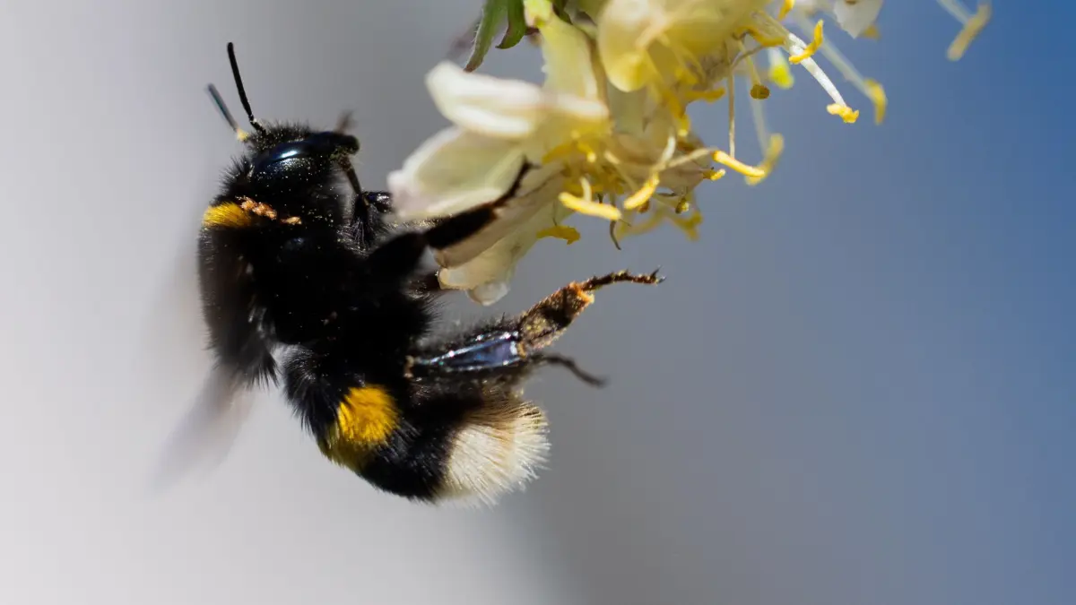 Hummel fliegt zu einem blühenden Strauch: ARCHIV - Hummeln gehören zu den ersten Insekten, die im Frühling aus ihren Winterquartieren krabbeln. (zu dpa: «Von Igel bis Kröte: So helfen Sie Wildtieren im Frühling») Foto: Rolf Vennenbernd/dpa/dpa-tmn - Honorarfrei nur für Bezieher des dpa-Themendienstes +++ dpa-Themendienst +++