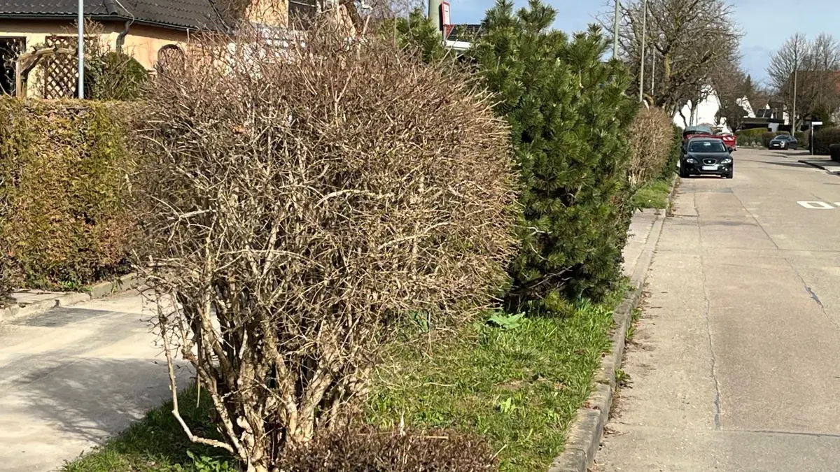 Heiningen Kastanienallee Bäume werden nachgepflanzt