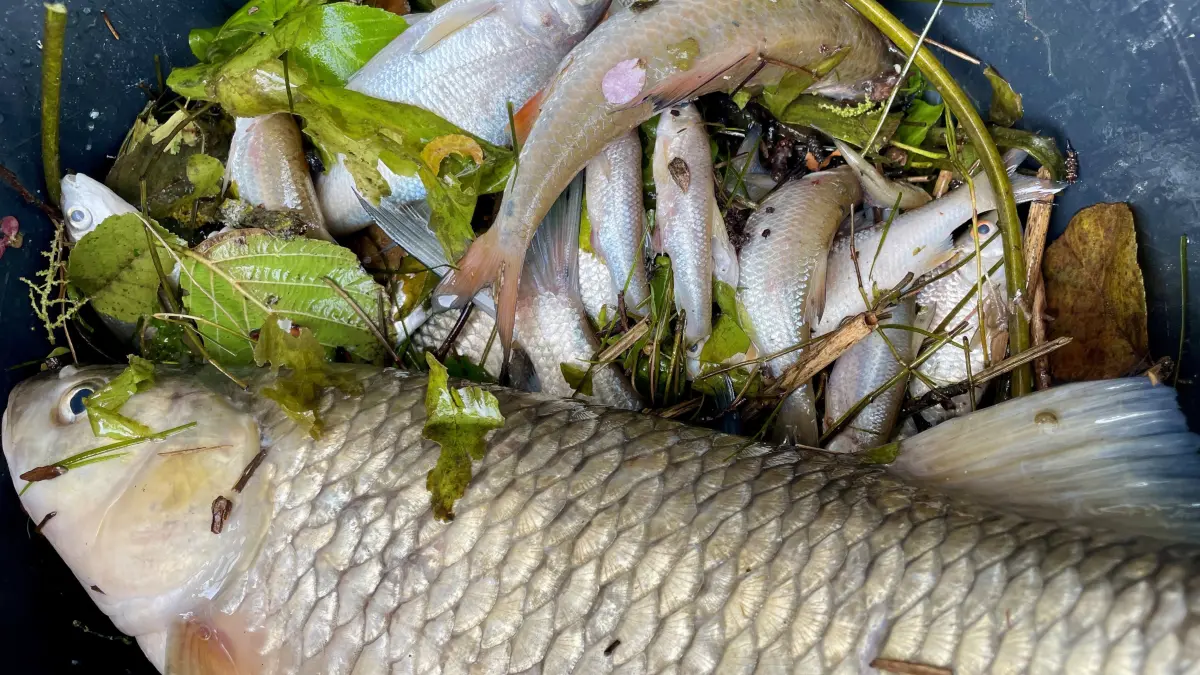 Nach einem Störfall in der Crailsheimer Kläranlage gelangte im Sommer 2024 ungeklärtes Abwasser in die Jagst. Die Folgen zeigten sich an der Weidenhäuser Mühle. Bislang sind zum Zwischenfall in Kirchberg keine Schäden bekannt geworden.