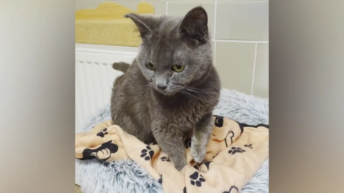 Tierschutzverein Geislingen und Umgebung e.V. in Türkheim - "Herzeleid" - Der kleine Kater „Calwin“, in 2025 geboren und ebenfalls eine Britsch Kurzhaar Katze, gehört ebenfalls zu der Katzengruppe „Herzeleid“. Er ist ebenfalls bereits kastriert. Er freut sich über jedes Leckerli und lässt kein Krümelchen übrig. Calwin ist klein und zierlich für sein Alter.
