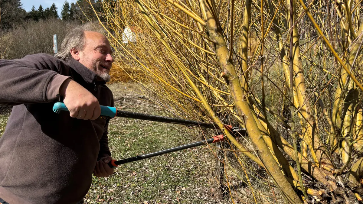 Gartenarbeiten bei den Römern: Im Freilichtmuseum Stein bearbeitet Bernd Brunner die Weiden beim Spielplatz. "Die wachsen schnell wieder nach", weiß der stellvertretende Vorsitzende des Fördervereins.