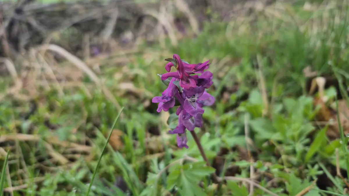 Vom Lerchensporn gibt es verschiedene Arten. Insbesondere der auf dem Bild zu sehende Hohle und der Gefingerte Lerchensporn kommen in den Wäldern häufig vor. Ihre Blüten können purpurfarben, violett und weiß sein.