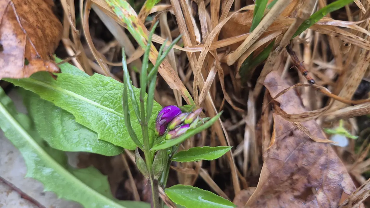 Die Frühlings-Platterbse wächst gerne in Laub- und Mischwäldern. Noch sind ihre Blüten vielerorts geschlossen, doch schon bald werden sie ihre schmetterlingsförmige Blütenpracht zeigen.
