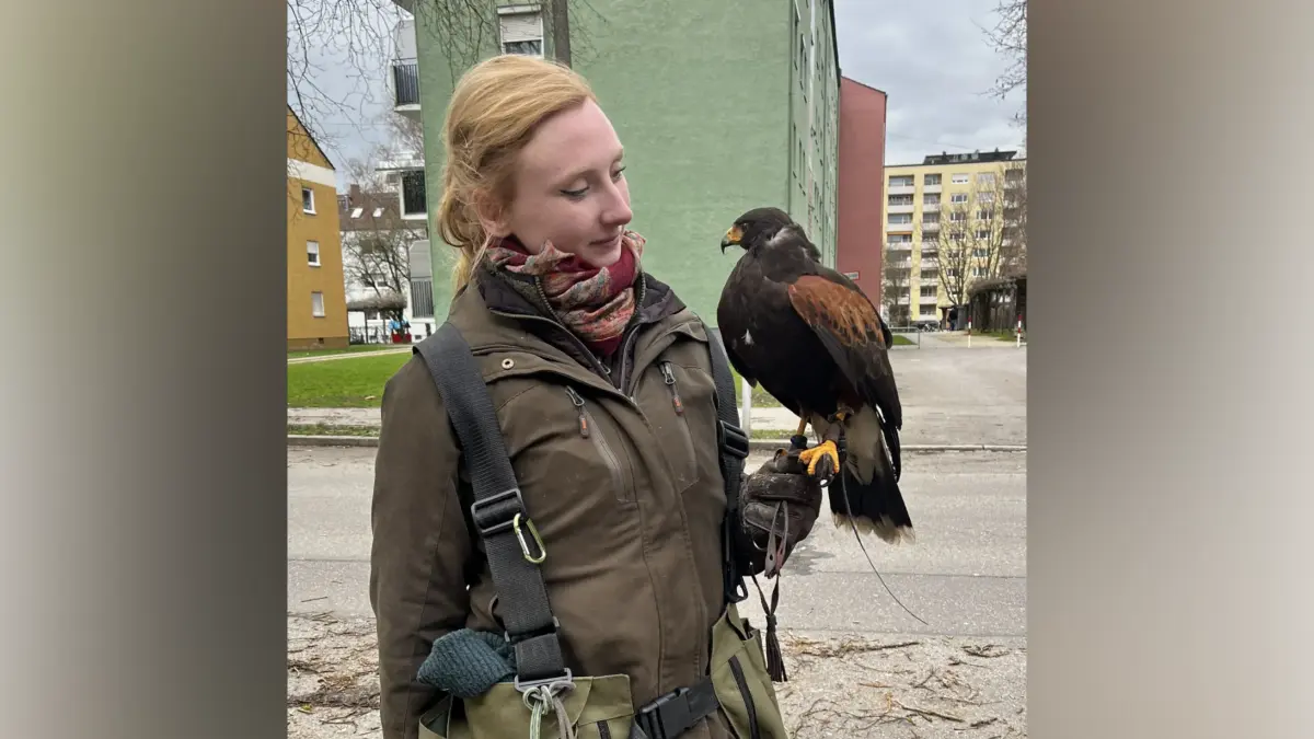 Falknerin Vanessa Vierow mit ihrem Wüstenbussard Ingo waren in Neu-Ulm schon erfolgreich.