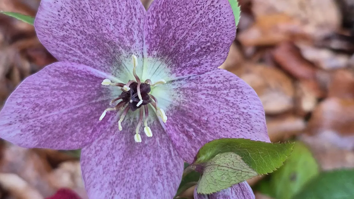 Eine im Wald wachsende Orientalische Nieswurz ist meist ein sogenannter Gartenflüchter.
