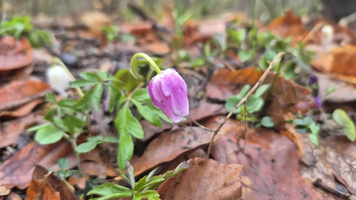 Einige Buschwindröschen haben auch rosafarbene Blüten.