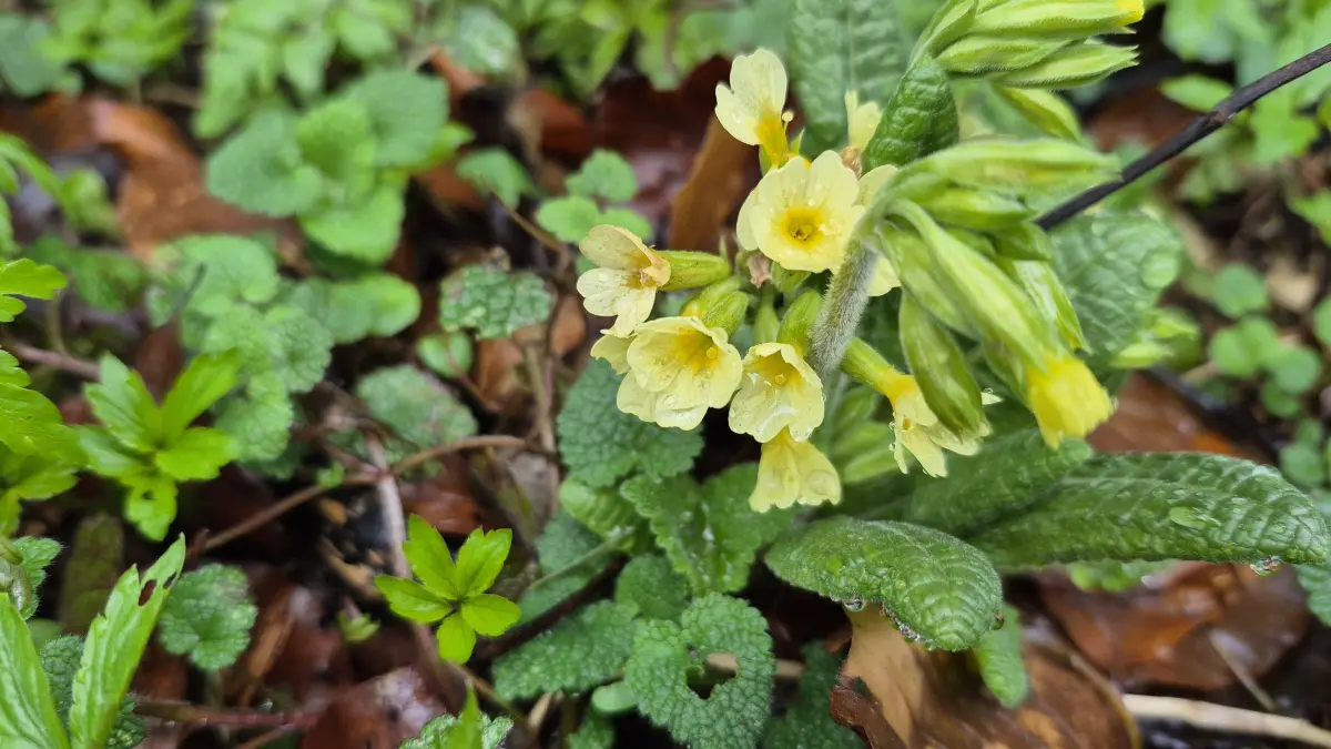 Schlüsselblume