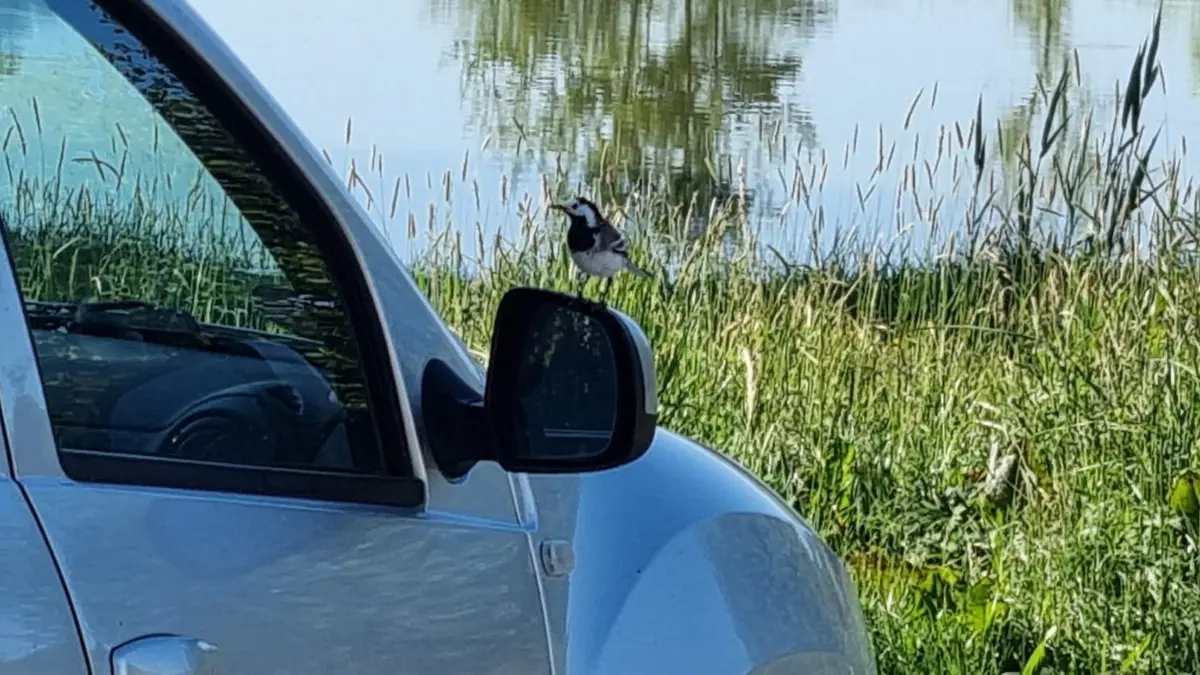 Eine renitente Bachstelze attackierte in den vergangenen beiden Jahren am Billingsbacher See geparkte Autos. Und jetzt kurz vor dem Frühlingsbeginn wiederholt sich das außergewöhnliche Schauspiel.