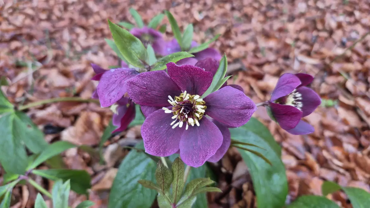Eine Orientalische Nieswurz, auch als Lenzrose oder Frühlings-Christrose bekannt, ist im Wald eher ein seltener Anblick. Die Blume ist in Deutschland nämlich eigentlich nicht heimisch. Aber sie liebt kalkhaltige Böden in lichten Buchen- oder Eichenwäldern. Und das kann ihr die Schwäbische Alb natürlich bieten.