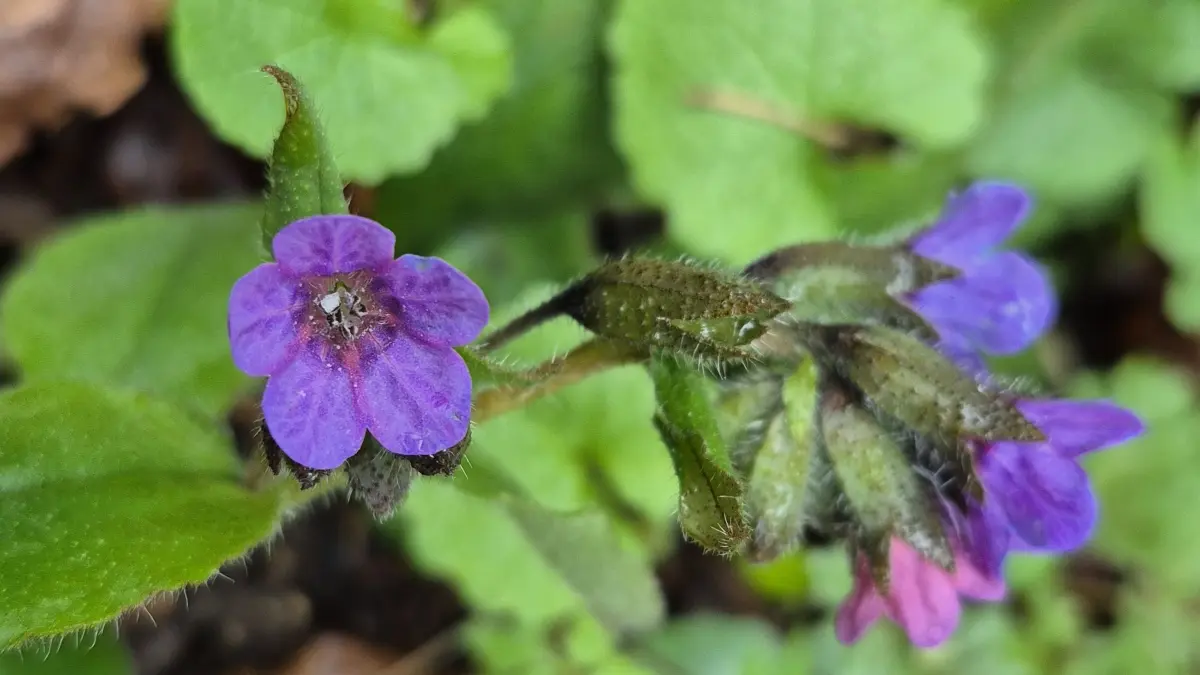 Die Blüten des Gefleckten Lungenkrauts verfärben sich im Laufe ihrer Lebensdauer. Der Name rührt vom ihrem Einsatz als Heilpflanze gegen Lungenleiden.