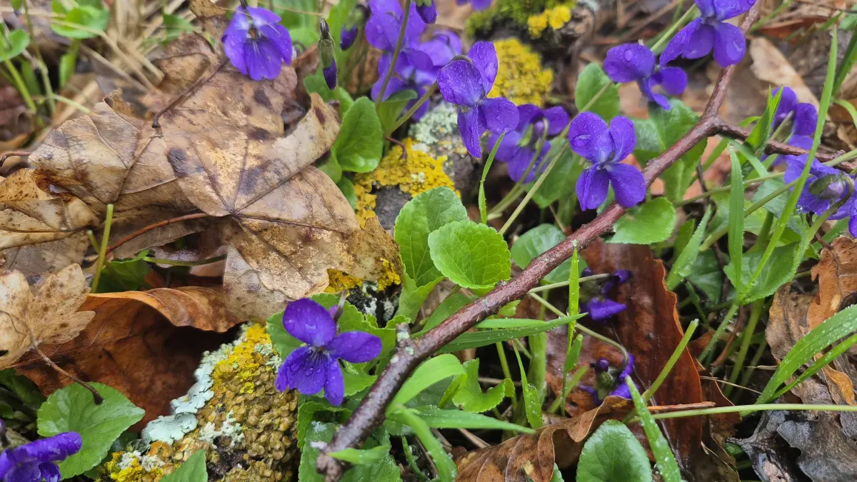 Duftveilchen, auch Märzveilchen genannt, sind zarte Frühlingsboten, die gerne in Gruppen wachsen und durch ihre lila Farbe auffallen.