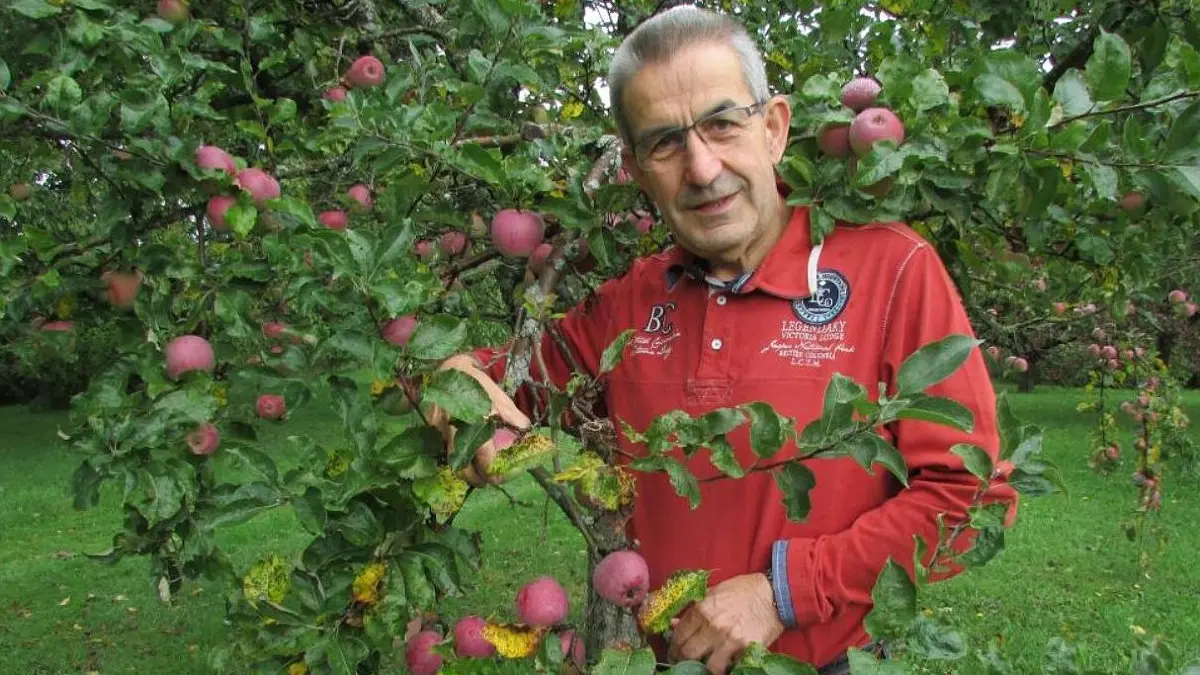 Als die Welt noch in schönster Ordnung war: Obstbau-Vorsitzender Josef Freudenmann im Herbst 2015 bei der reichen Ernte im Lehrgarten.