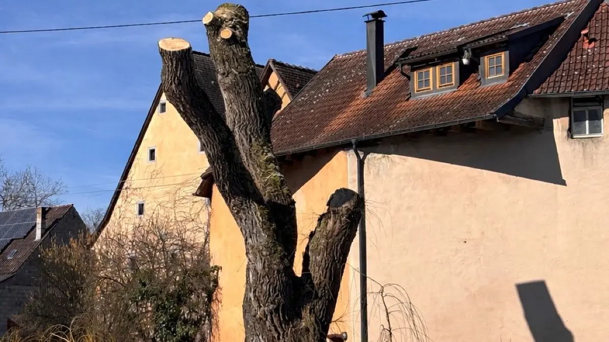 Das Baumpflege-Unternehmen Haug aus Hirrlingen hat in diesem Februar den Rückschnitt an der Schlossweiher-Weide vorgenommen.