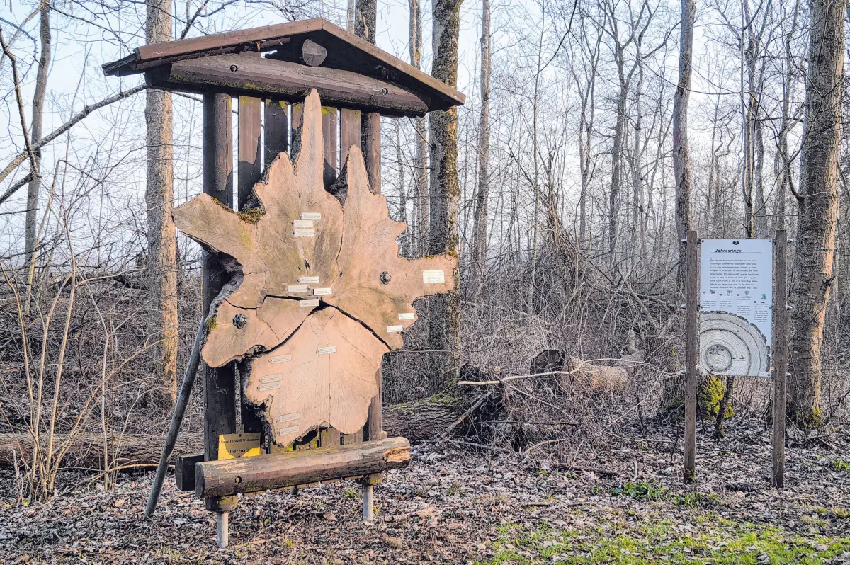 Der Naturlehrpfad „Illerau“ im Bereich Neu-Ulm/Ludwigsfeld ist Teil der wertvollen Auenlandschaft entlang der Iller.⇥Fotos: P. Starzmann