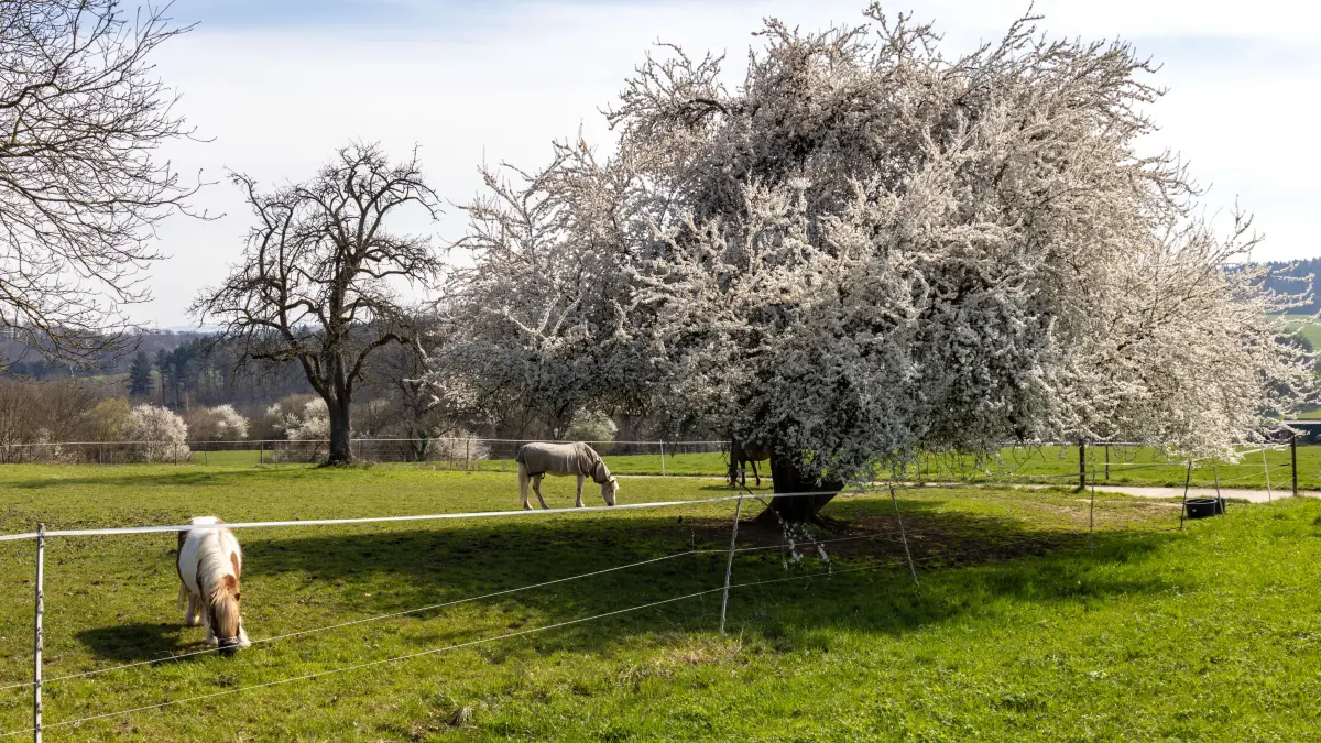 Schmuck Frühling Frühjahr Obstblüte Reichenbach Fils In den Bergteilen