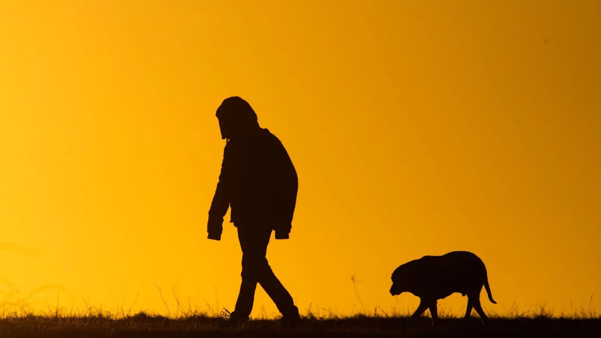 Hundespaziergang in Niedersachsen: ARCHIV - 05.03.2021, Niedersachsen, Hannover: Ein Mann spaziert mit einem Hund bei Sonnenaufgang über einen Feldweg. (zu dpa: «Schäferhund beißt Elfjährigen auf Schulweg – Halter flüchtet») Foto: Julian Stratenschulte/dpa +++ dpa-Bildfunk +++