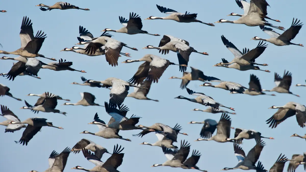 Kraniche (Grus grus) fliegen am Himmel nahe dem brandenburgischen Königs Wusterhausen (Dahme-Spreewald), am Mittwoch (08.02.2012). Viele dieser Zugvögel überwintern in Deutschland. Im Frühling fliegen sie dann wieder zu ihren Brutplätzen in Skandinavien. Foto: Patrick Pleul dpa/lbn ++ +++ dpa-Bildfunk +++