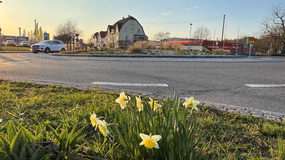 Der Kreisverkehr am Dettinger Ortsanfang wird zur Baustelle.