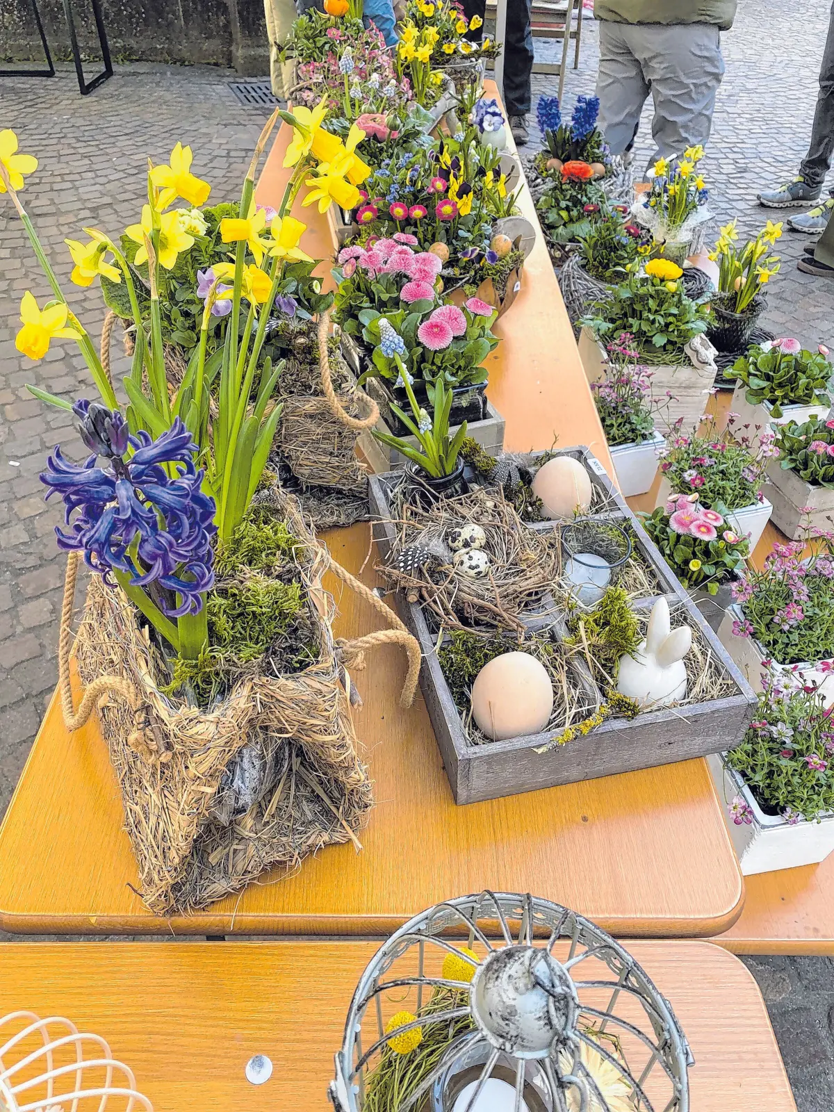 Bad Urach blüht auf: Ein Besuch am Sonntag, 22. März, lohnt sich. ⇥Fotos: Bad Urach aktiv