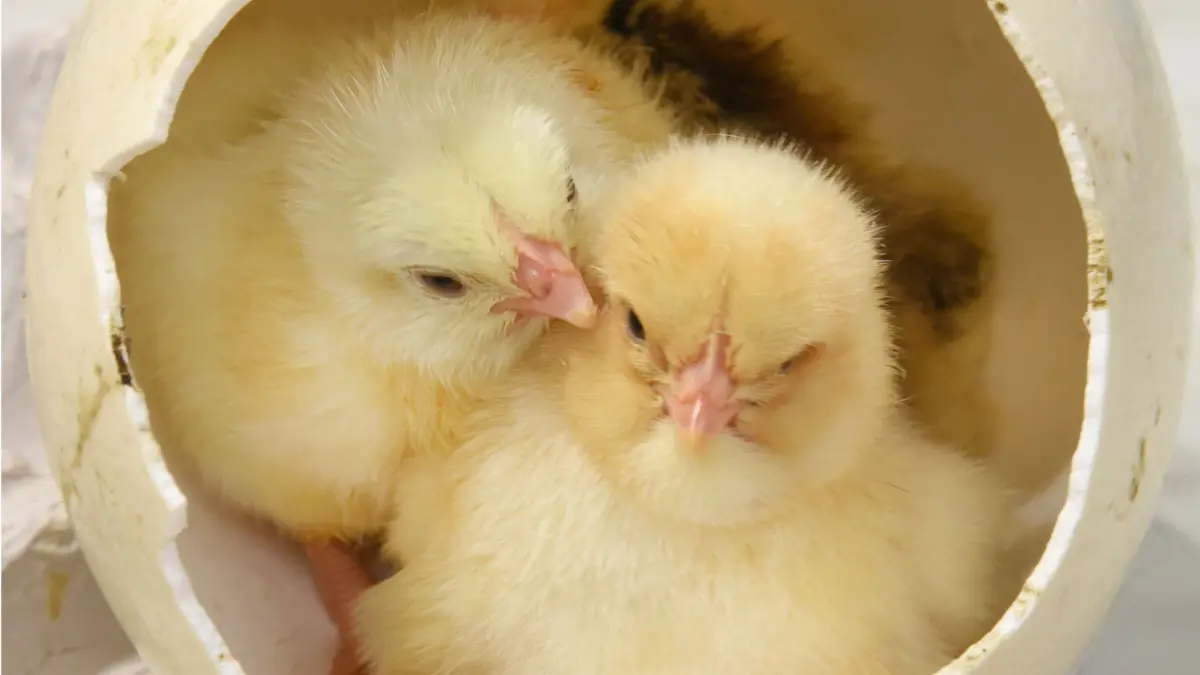 13.03.2026, Sachsen, Pehritzsch, Bei Eilenburg: In der Mini-Brüterei von Geflügelzüchter Hartmut Poschlod sitzen für ein Foto frisch geschlüpfte Hühnerküken in einer Schale von einem Straußenei. Nach 21 Tagen sind jetzt die ersten Hühnerküken von Züchtern, die sowohl aus der näheren Umgebung, aber auch aus Berlin und Magdeburg kommen, in den Brutmaschinen seiner Brüterei geschlüpft. In diesem Jahr muss der Geflügelzüchter einen Rückgang an Nachfragen nach Brutterminen verzeichnen. Viele ältere Züchter hören auf und auf Grund der Vogelgrippe im vergangenen Jahr gab es auch keine Ausstellungen der Hühnerrassen. Bis Ende Juni erblicken hier mehrere tausend Küken, unter anderem von verschiedenen Hühnerrassen, Gänsen, Enten, Wachteln, Puten oder auch Straußen, das Licht der Welt. Bereits einen Tag nach dem Schlüpfen erhalten die Tiere eine "Marek"-Impfung, die gegen eine Geflügellähme eingesetzt wird. Foto: Waltraud Grubitzsch/dpa/ZB - Honorarfrei nur für Bezieher des Dienstes ZB-Funkregio Ost +++ ZB-FUNKREGIO OST +++