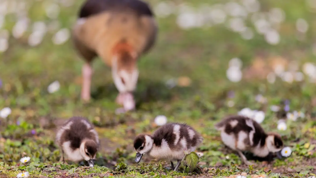 Nilgänse mit Küken: 23.03.2026, Nordrhein-Westfalen, Düsseldorf: Nilgänse und ihre Küken suchen auf einer Wiese in der Innenstadt nach Nahrung. Nilgänse, eine invasive Art, breiten sich immer mehr in Deutschland aus. Foto: Rolf Vennenbernd/dpa +++ dpa-Bildfunk +++