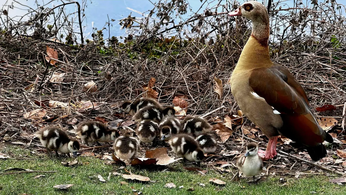 Nilgans Küken Anlagensee Tübingen