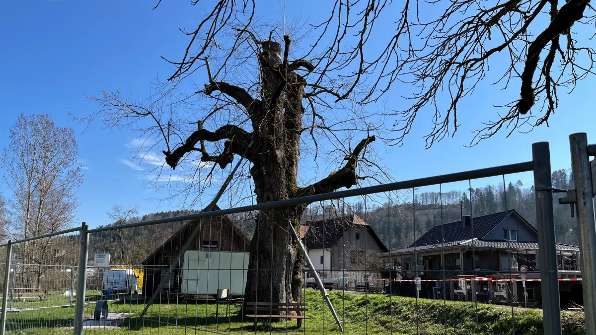 Die Winterlinde beim Wasserschloss in Glatt ist zwar zurückgeschnitten, darf jedoch stehenbleiben.
