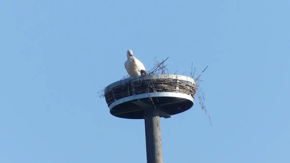 Storch oder Störchin im neuen Nest, der böige Ostwind zerzaust das Gefieder.