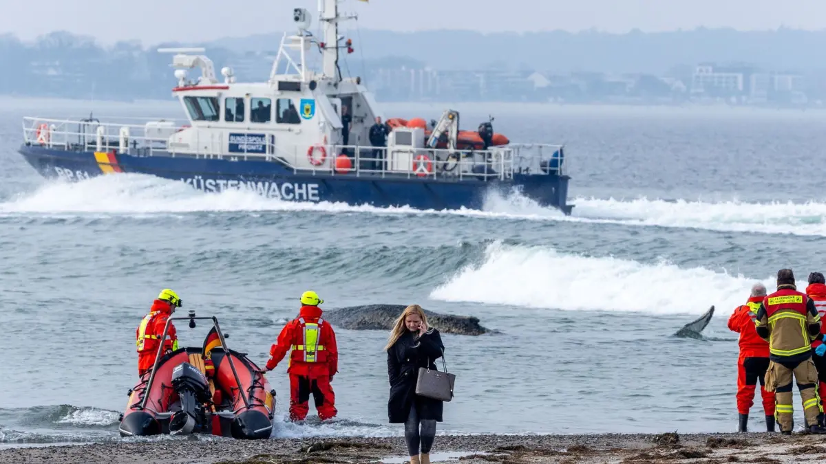 Wal an der Ostseeküste gestrandet