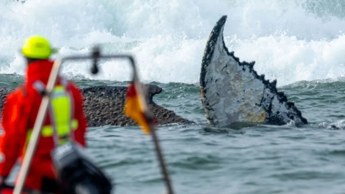 Wal an der Ostseeküste gestrandet - Rettung läuft