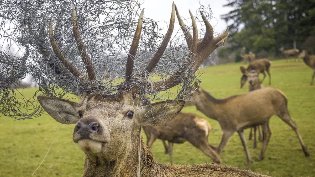 Hirsch mit Zaun im Geweih